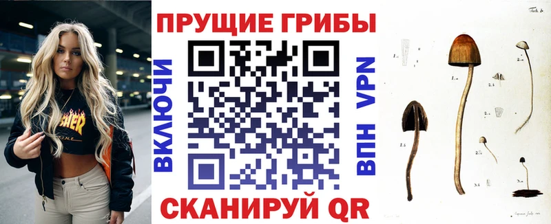 закладки  Луховицы  Псилоцибиновые грибы ЛСД 